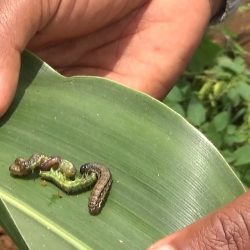 Combatting Fall armyworm in Ethiopia