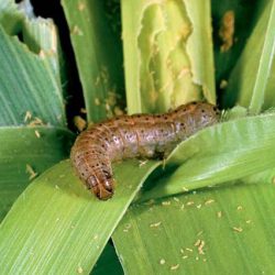 FAO uses radio and Farmer Field School approach to support farmers facing the Fall armyworm