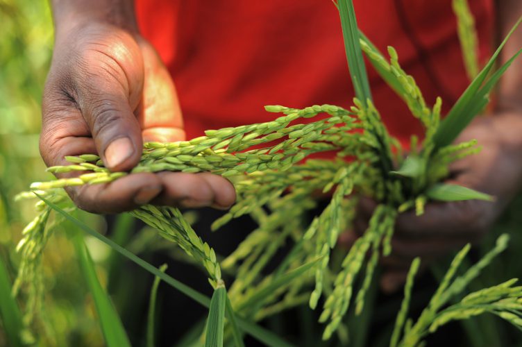 The Success of Implementing a Sustainable Rice Systems Development in Tanzania