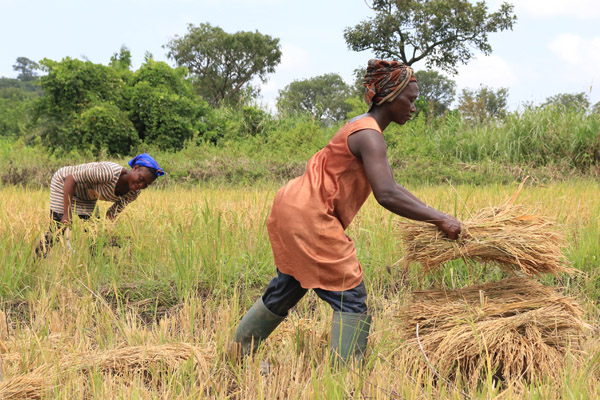 In the news: UN launches Decade of Family Farming