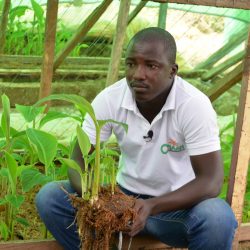 He becomes an agricultural entrepreneur by operating a plantain tree nursery