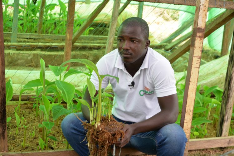 He becomes an agricultural entrepreneur by operating a plantain tree nursery