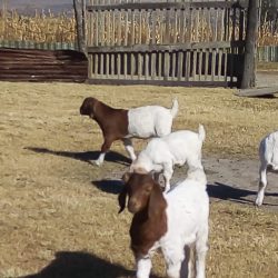 An emerging farmer breeds indigenous goats into boer goats