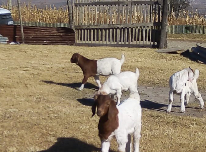 Un agriculteur émergent élève des chèvres indigènes en chèvres boer.