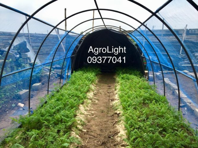 A dynamic agricultural start-up transforms urban landscapes