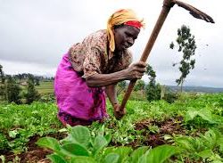 Agroecology Achieves Food Security Series