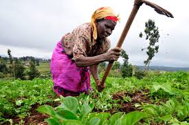 Agroecology Achieves Food Security Series