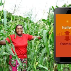 Haller Farmers app: Sharing local agricultural information with farmers