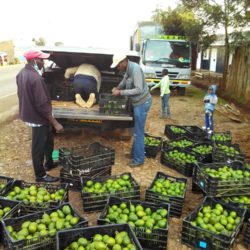 A Kenyan producers’ organization helps a farmer’s avocado business grow