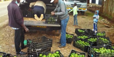 A Kenyan producers’ organization helps a farmer’s avocado business grow A Kenyan producers’ organization helps a farmer’s avocado business grow