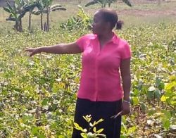How rural radio has improved farming for Tanzanian farmers