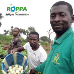 Reconciling rural youth with family farming and unleashing their potential, in West Africa
