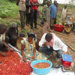 TUFAIDIKE DRC: Financial inclusion at the heart of improving the standard of living of small farmers in the coffee sector