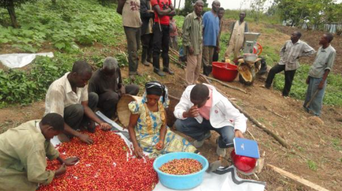 TUFAIDIKE DRC: Financial inclusion at the heart of improving the standard of living of small farmers in the coffee sector