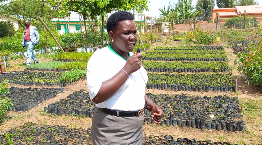 Célébrer le leadership des femmes dans le secteur de la foresterie paysanne : Étude de cas du Mt. Elgon et du comté de Meru, au Kenya