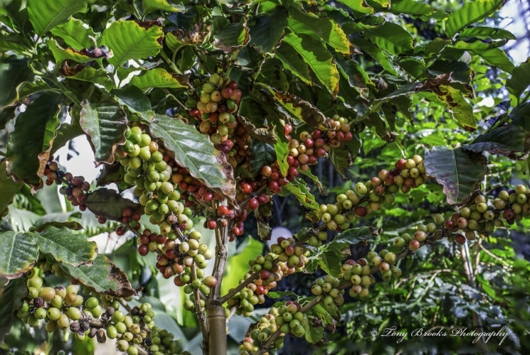 Audio resource on education and safe employment for youth in the coffee industry