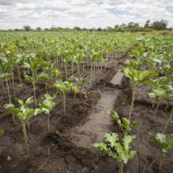 Farmers' organizations advocate for an agroecological transition