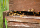 More than 31 million bees lost due to insecurity in North Kivu (CEMADI)