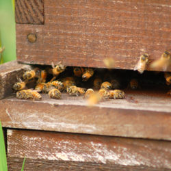 More than 31 million bees lost due to insecurity in North Kivu (CEMADI)