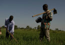 Partager les connaissances avec les agriculteurs familiaux à travers l’Afrique grâce à une campagne de sensibilisation radiophonique