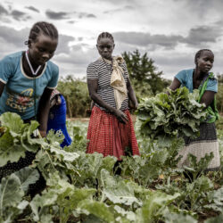 Des jeunes agriculteurs familiaux des 5 continents travaillent ensemble pour promouvoir la mise en ouevre de la Décennie des Nations Unies pour l'agriculture familiale