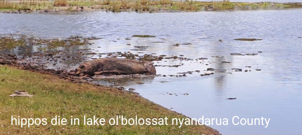 Forest and Farm Facility programme Supports Restoration of Lake Ol Bolossat in Kenya