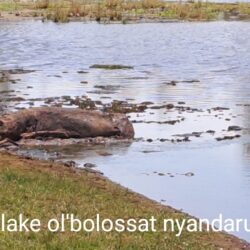Forest and Farm Facility programme Supports Restoration of Lake Ol Bolossat in Kenya