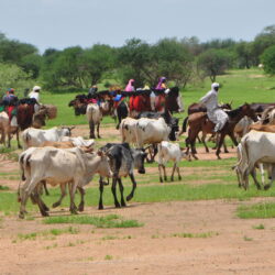 Review of Actions Undertaken for Peaceful Transhumance in West Africa