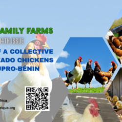 Zado Chicken: Where tradition and innovation merge to make history