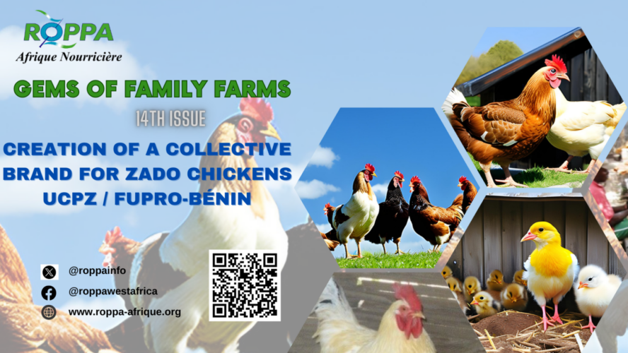 Zado Chicken: Where tradition and innovation merge to make history