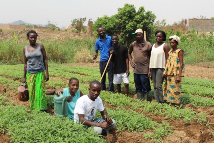 Youth in Bangui are the go-to people for farming techniques in the Central African Republic