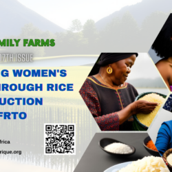 Togolese rice: UGFRTO paves the way for women’s empowerment