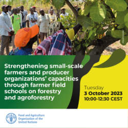 Save the date: Strengthening small-scale farmers and producer organizations’ capacities through farmer field schools on forestry and agroforestry