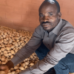 Seeds and storage: How radio reduced post-harvest loss of potatoes in Nigeria