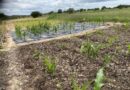 Farmer Field Schools take on El Niño induced drought in Zimbabwe