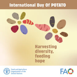 Edition spéciale: Journée internationale de la pomme de terre 2024 - Récolter la diversité, nourrir l'espoir
