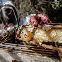 Émission de radio: Bonnes pratiques d'apicoles pour une chaîne de valeur durable du miel en Tanzanie