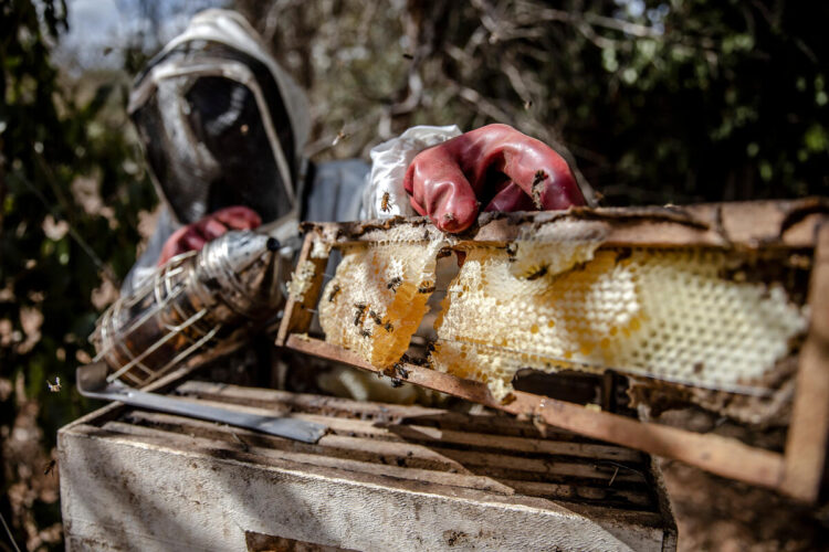Radio Programme: Good practices in beekeeping for a sustainable honey value chain in Tanzania