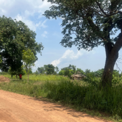 Émission de radio: Cinq arbres pour chaque enfant : pourquoi Morungatuny, une communauté en Ouganda, plante des arbres pour la prochaine génération