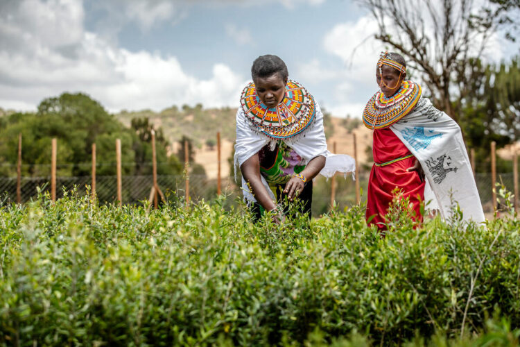 Radio Programme: Fostering Women’s Leadership in Farmer Organizations: Insights and Strategies