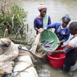 Special feature: World Fisheries Day 2024 -The role of small-scale fisheries in building a resilient future