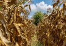 Facing down drought in Zimbabwe with irrigation