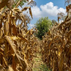 Au Zimbabwe, l'irrigation comme arme de résistance à la sécheresse