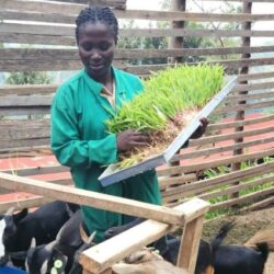 Farmer-Led Climate Adaptation in Africa: Top Practices