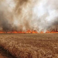 Radio Programme: Wildfire Management for Sustainable Agricultural Production in Ghana