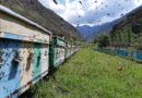 New digital technologies boost beekeeping for smallholder farmers and family beekeepers