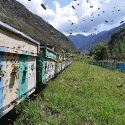 New digital technologies boost beekeeping for smallholder farmers and family beekeepers