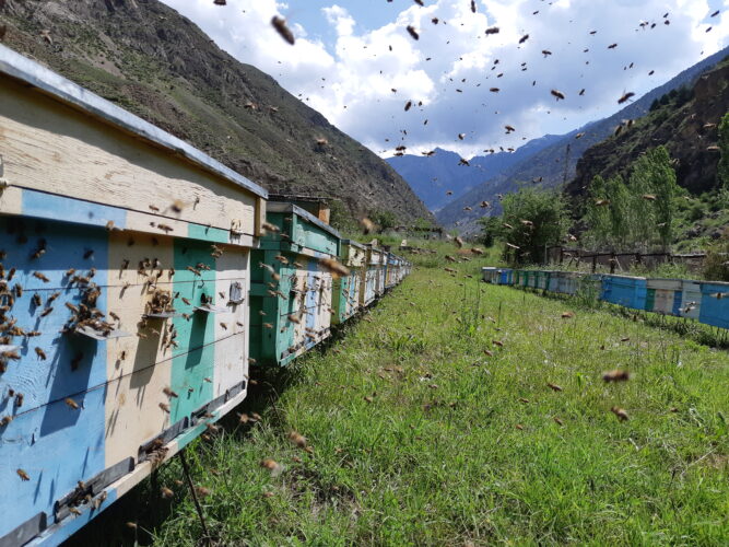 New digital technologies boost beekeeping for smallholder farmers and family beekeepers