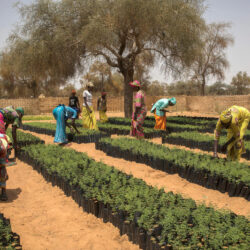 Radio Programme: Reforestation and Forest Restoration in Madagascar's Diana Region