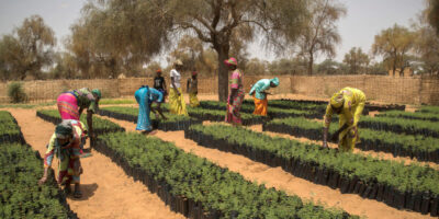 Radio Programme: Reforestation and Forest Restoration in Madagascar’s Diana Region Radio Programme: Reforestation and Forest Restoration in Madagascar’s Diana Region